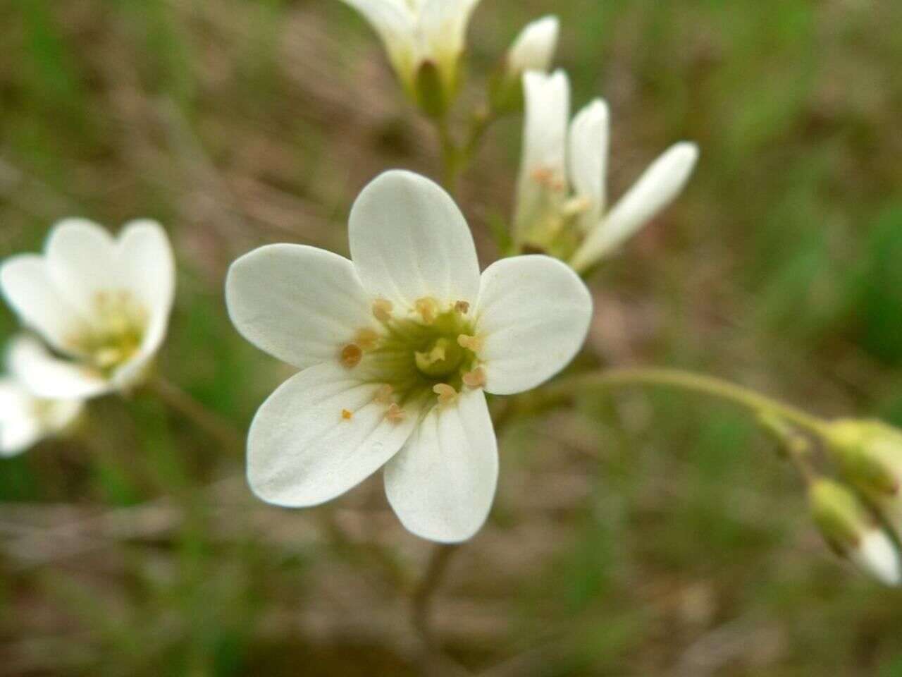 Image of Meadow Saxifrage