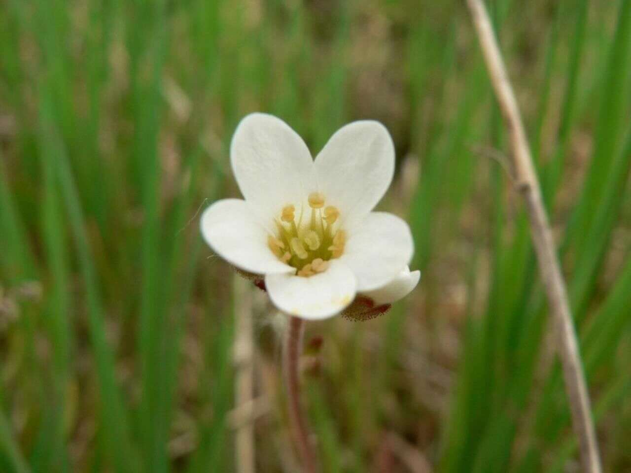 Plancia ëd Saxifraga granulata L.