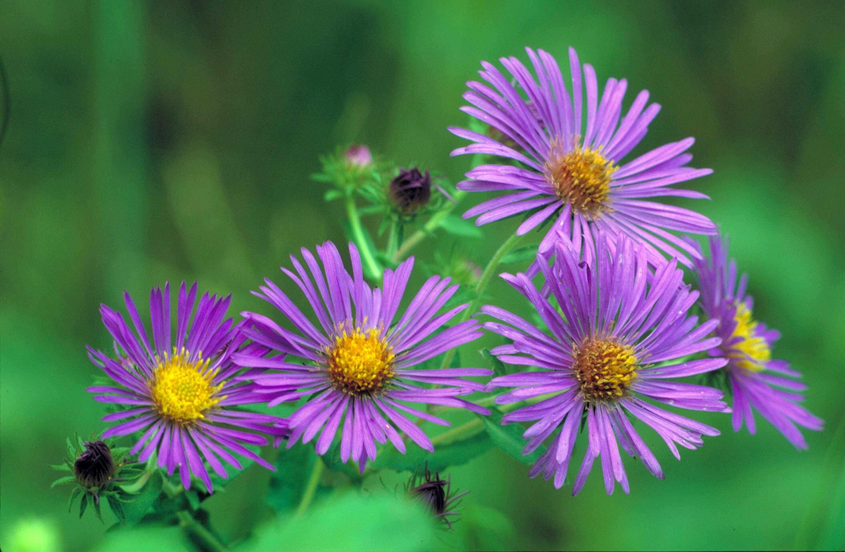 Image of Michaelmas daisy