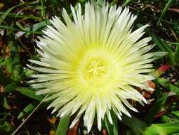 Image of hottentot fig