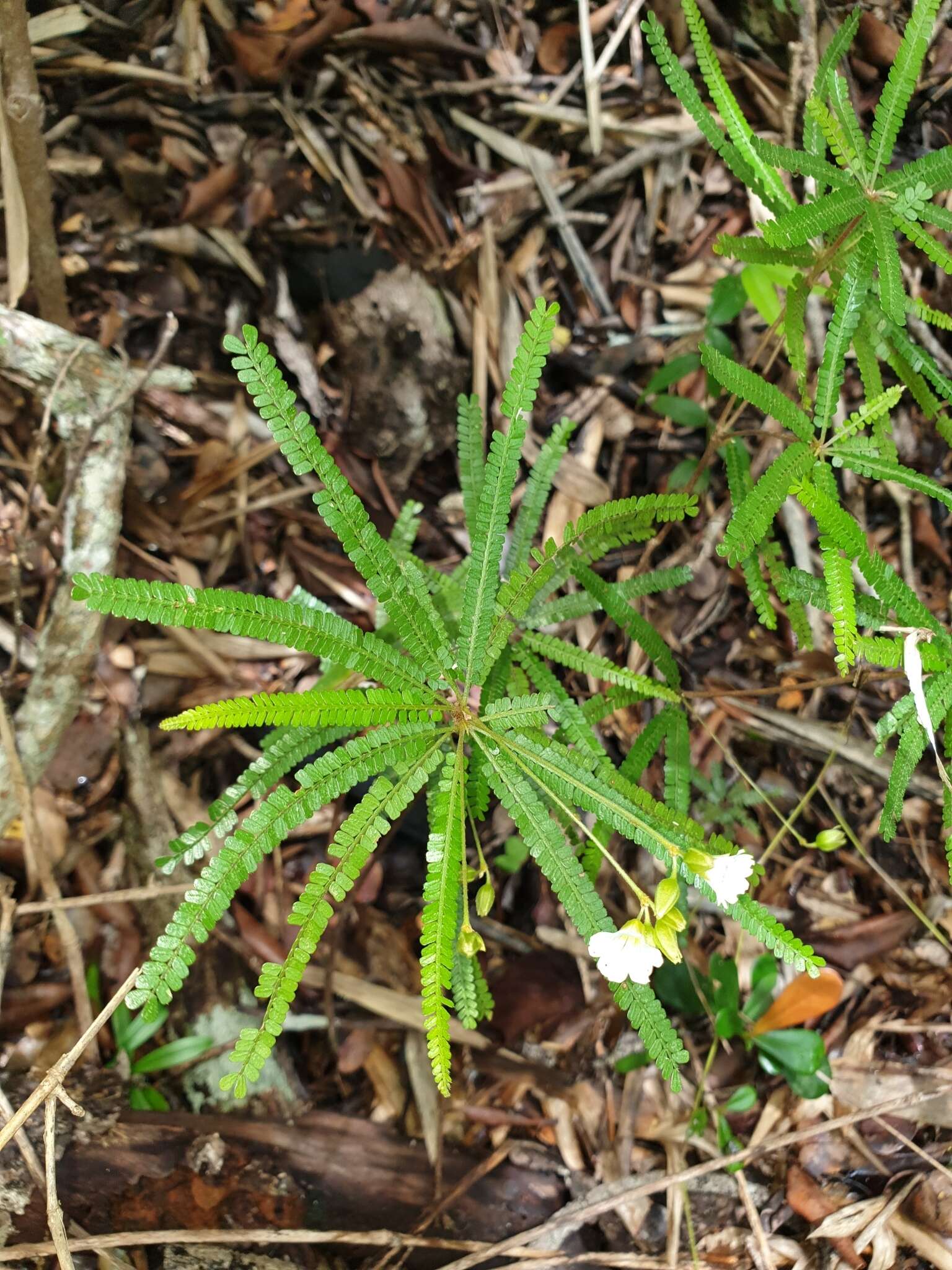 Sivun Biophytum albizzioides (O. Hoffm.) Guillaumin kuva