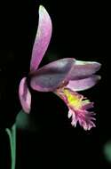 Image of snakemouth orchid