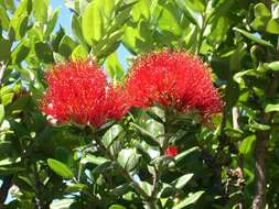 Image of Pohutukawa