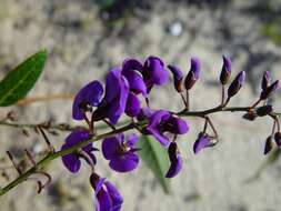 Image of Australian lilac vine