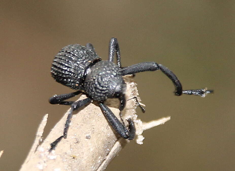 Image of Black tree weevil