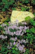 Image of creeping phlox