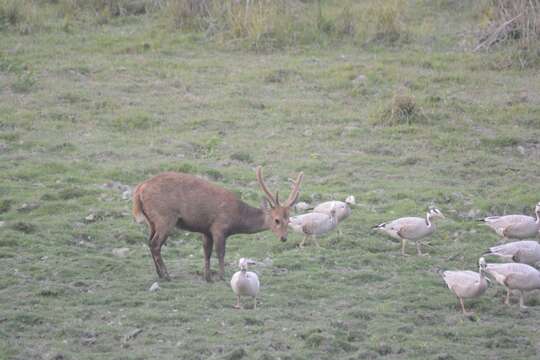 Image of Hog Deer