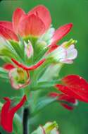 Image of giant red Indian paintbrush