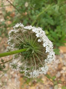 Imagem de Daucus carota subsp. commutatus (Paol.) Thell.