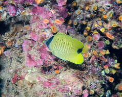 Image of Lemon Butterflyfish