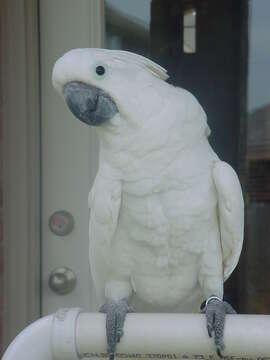 Image of Umbrella Cockatoo