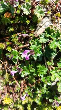 Sivun Clinopodium laxiflorum (Hayata) K. Mori kuva