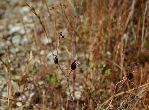 Image of Tiburon jewelflower