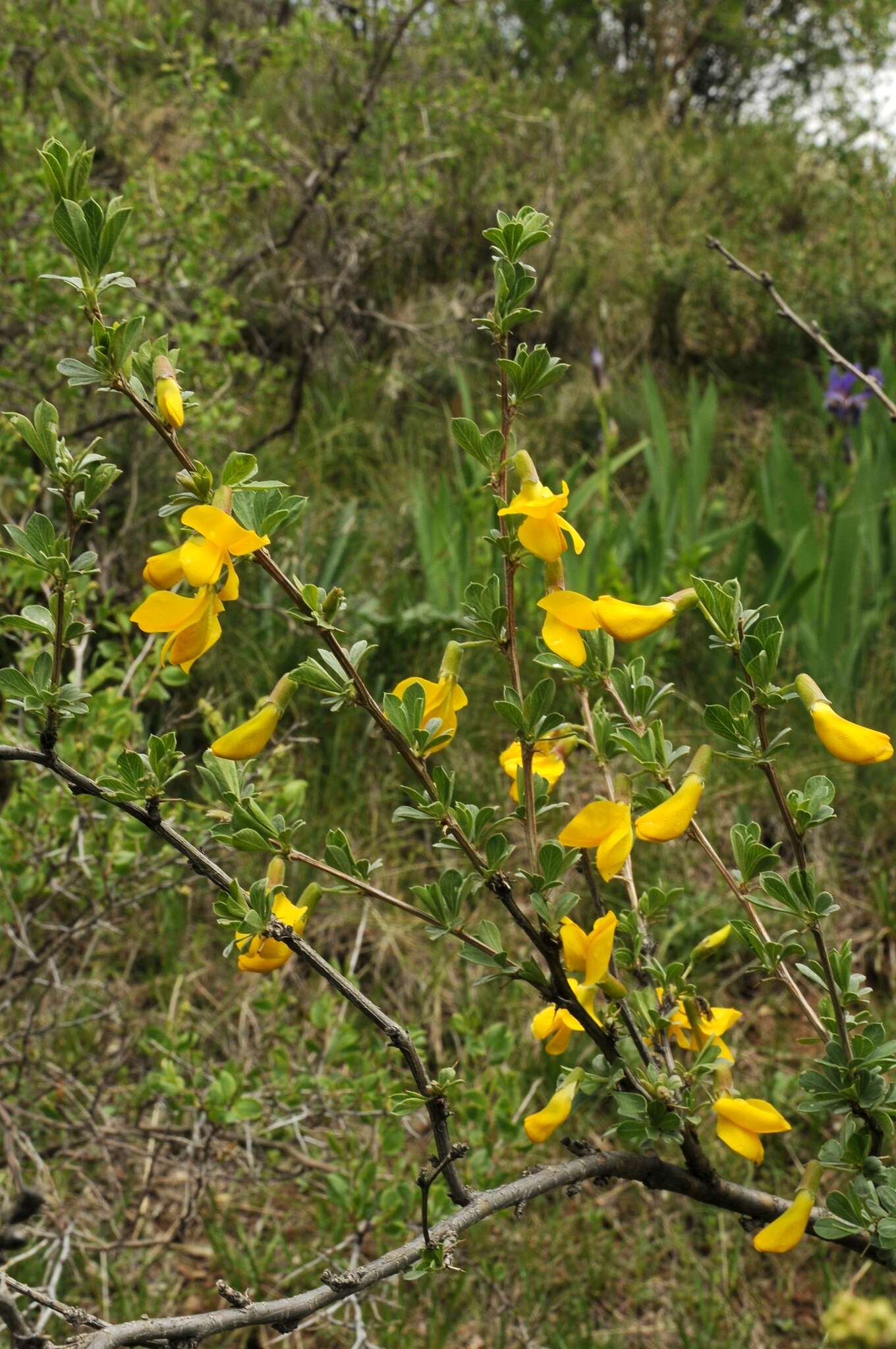 Image of Caragana camilli-schneideri Kom.