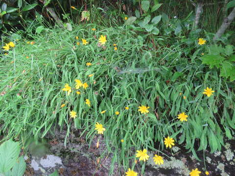 Image of mountain dwarfdandelion