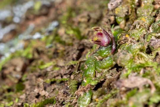 Sivun Bulbophyllum minutissimum (F. Muell.) F. Muell. kuva