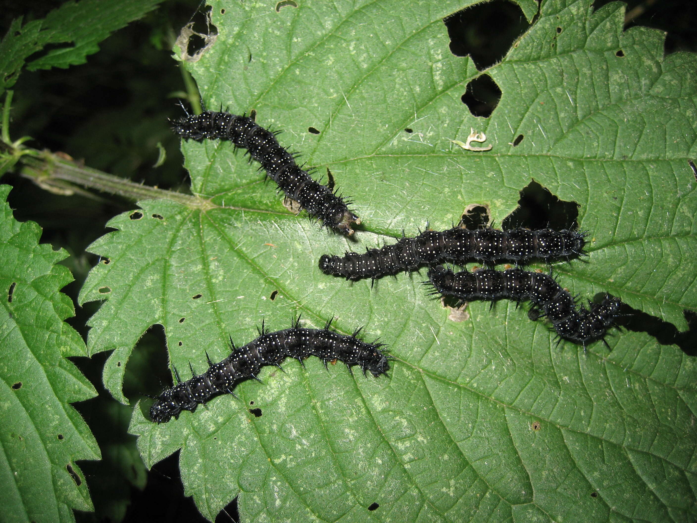 Image of Aglais io