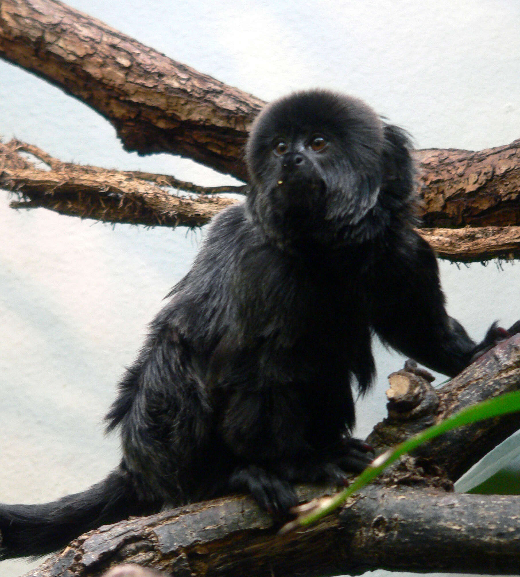 Goeldi's Marmoset (Callimico goeldii) · iNaturalist