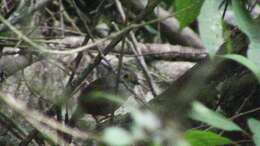 Image of Dusky Fulvetta