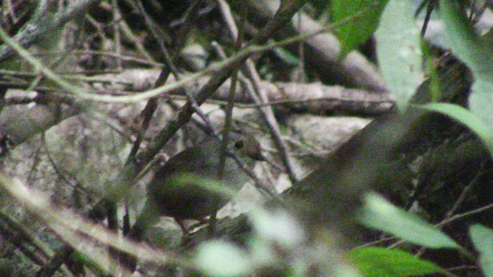 Image of Dusky Fulvetta