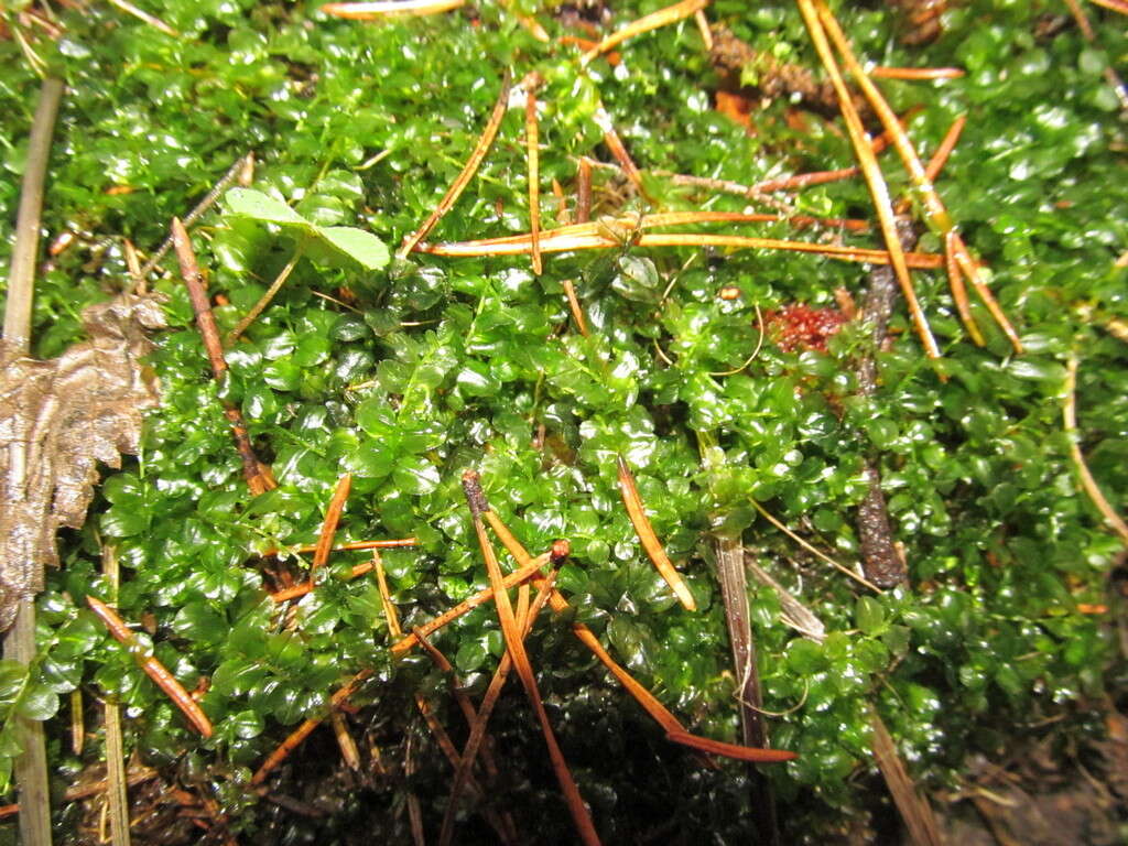 Image of many-fruited thyme-moss