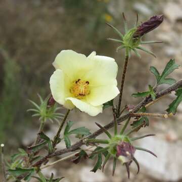 Image of desert rosemallow