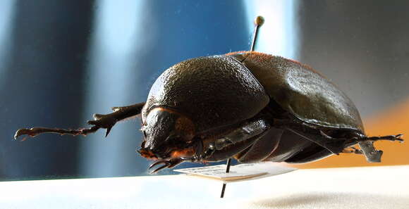 Image of Atlas beetle