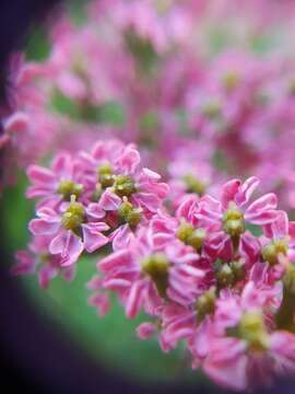 Image of Chaerophyllum rubellum Albov