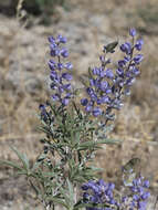 Sivun Lupinus argenteus var. utahensis (S. Watson) Barneby kuva