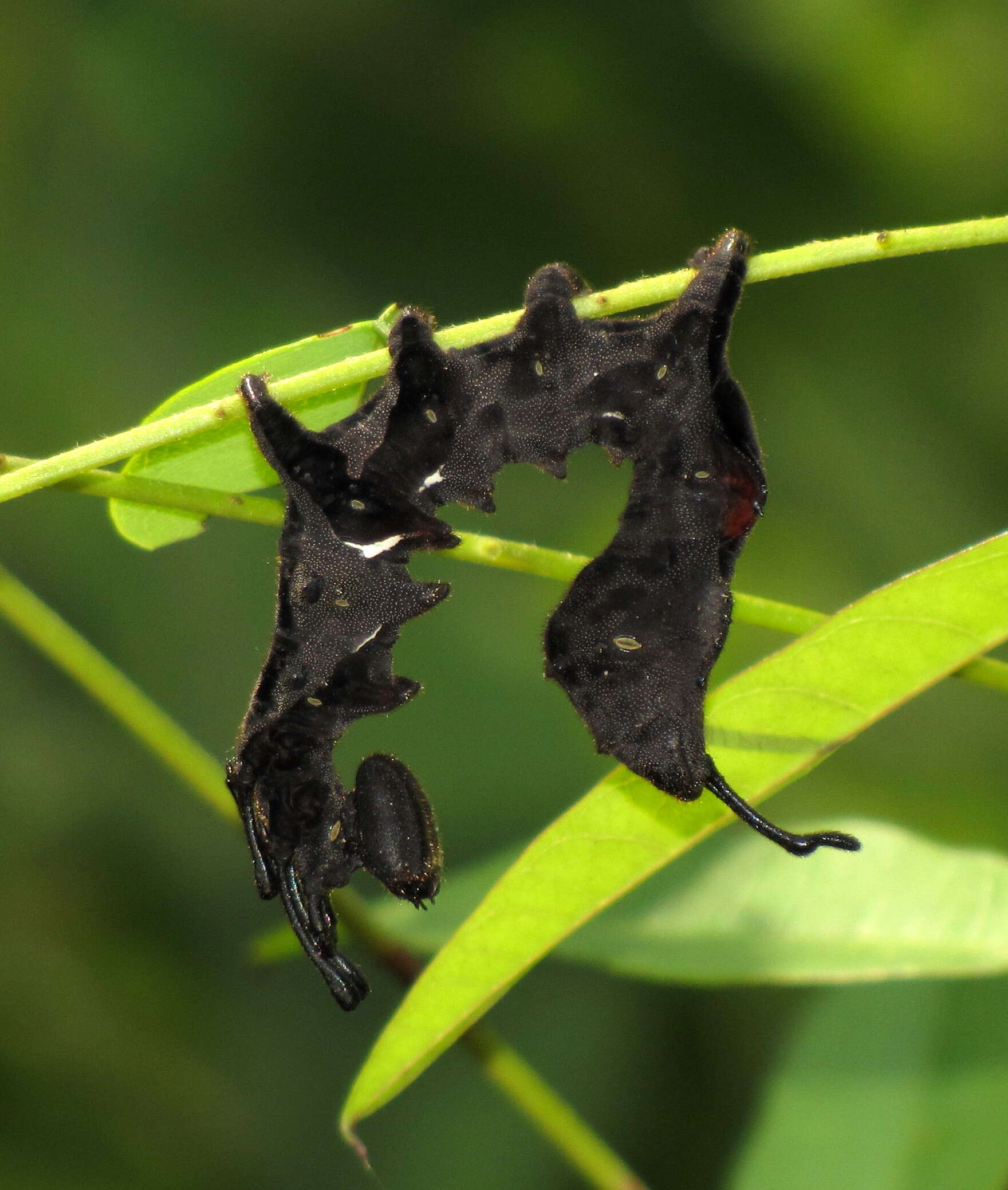 Stauropus resmi