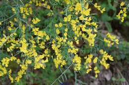 Image of Genista florida L.