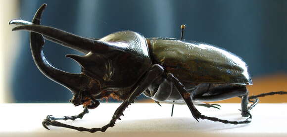 Image of Atlas beetle