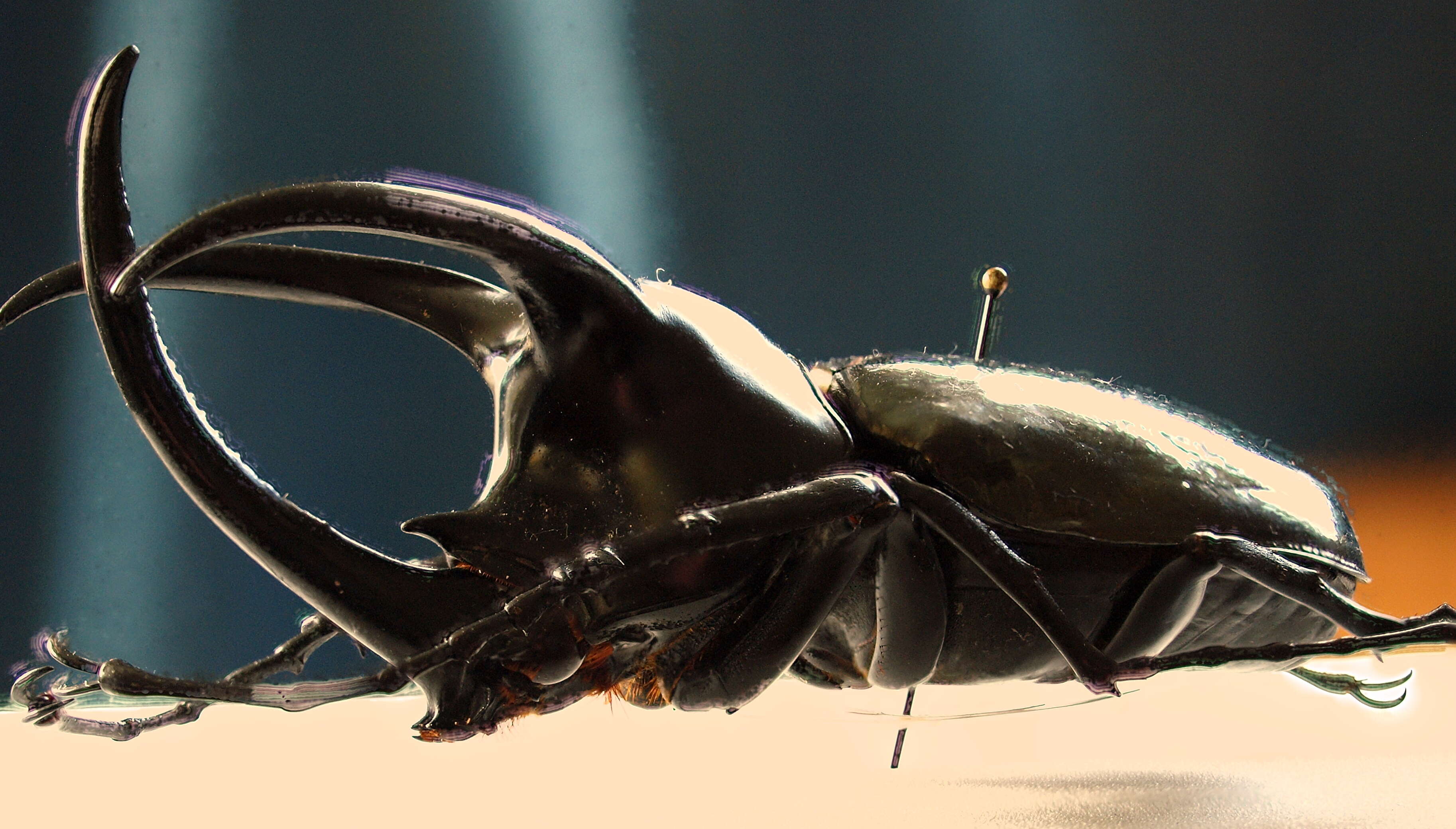 Image de Chalcosoma moellenkampi Kolbe 1900