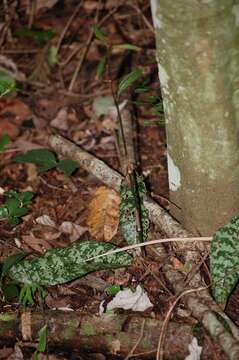 Imagem de Oeceoclades maculata (Lindl.) Lindl.