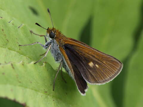 Image of Two-spotted Skipper