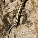 Image of Leschenault Snake Eyed Skink