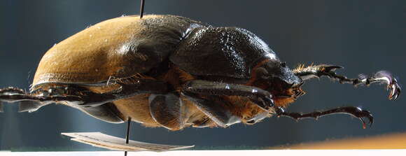 Image of Elephant beetle