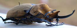 Image of Elephant beetle