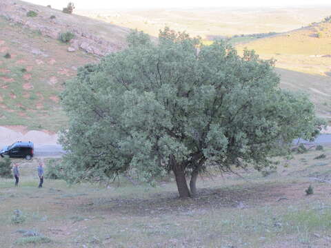 Imagem de Quercus brantii Lindl.