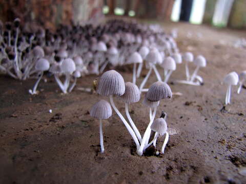 Image of Trooping Inkcaps