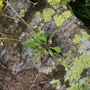 Image of Draba hispida Willd.