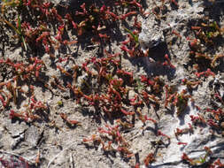 Image of Crassula vaillantii (Willd.) Roth