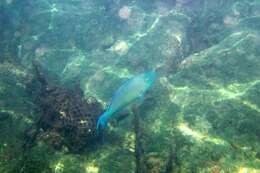 Image of Bicolor Parrotfish