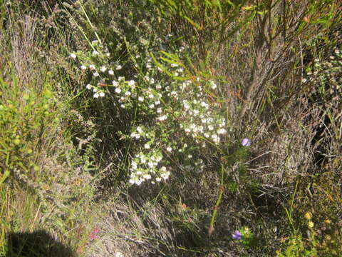 Image of Erica lanata Andr.