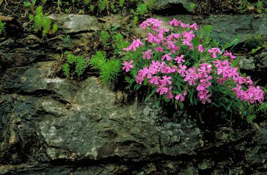 Image of sticky catchfly