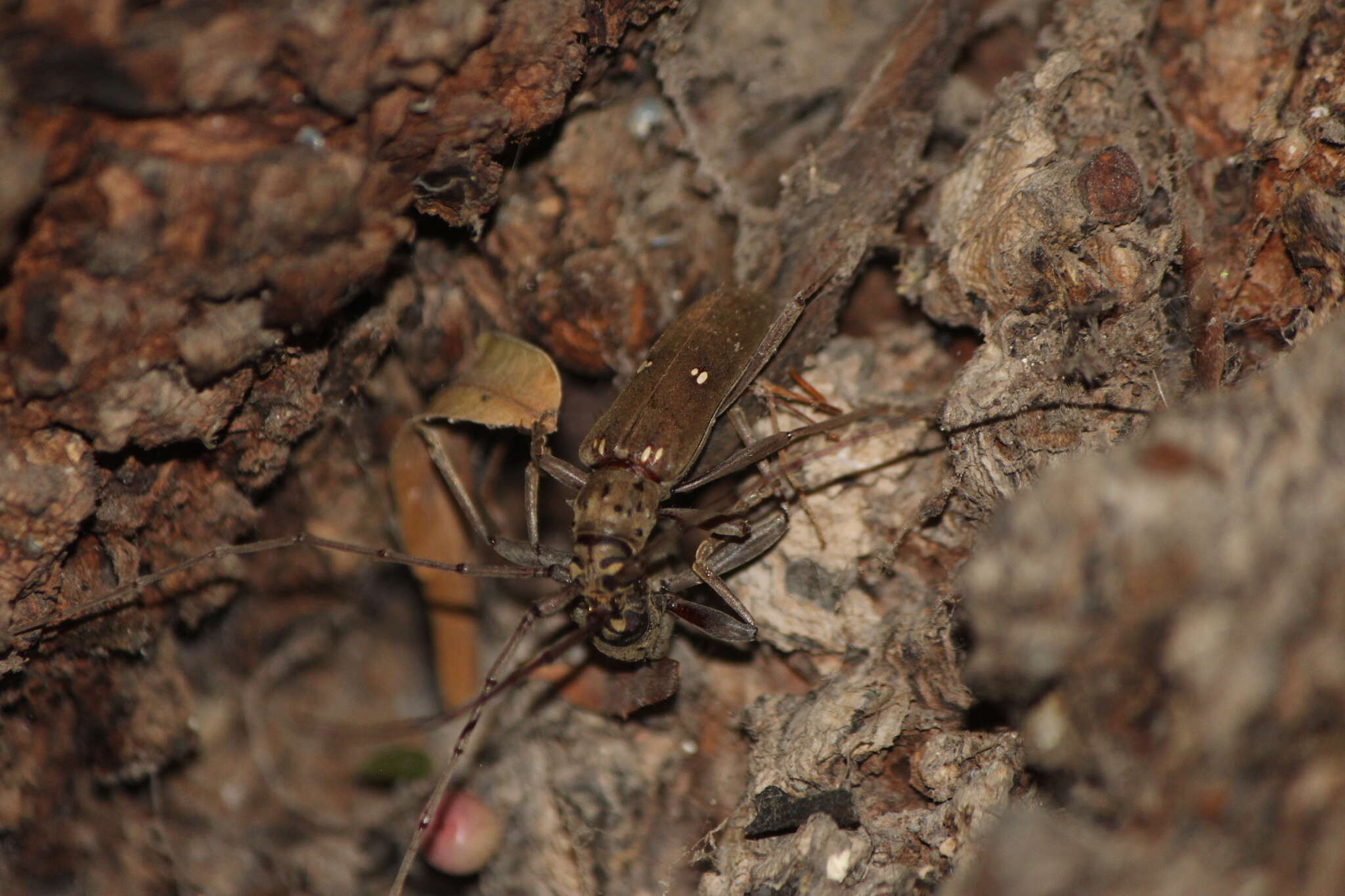 Image of Susuacanga patruelis (Bates 1884)