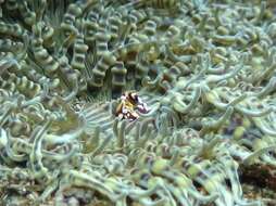 Image of Adhesive sea anemone