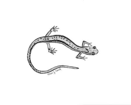 Image of Northern Two-lined Salamander