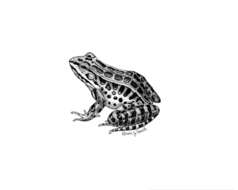 Image of pickerel frog