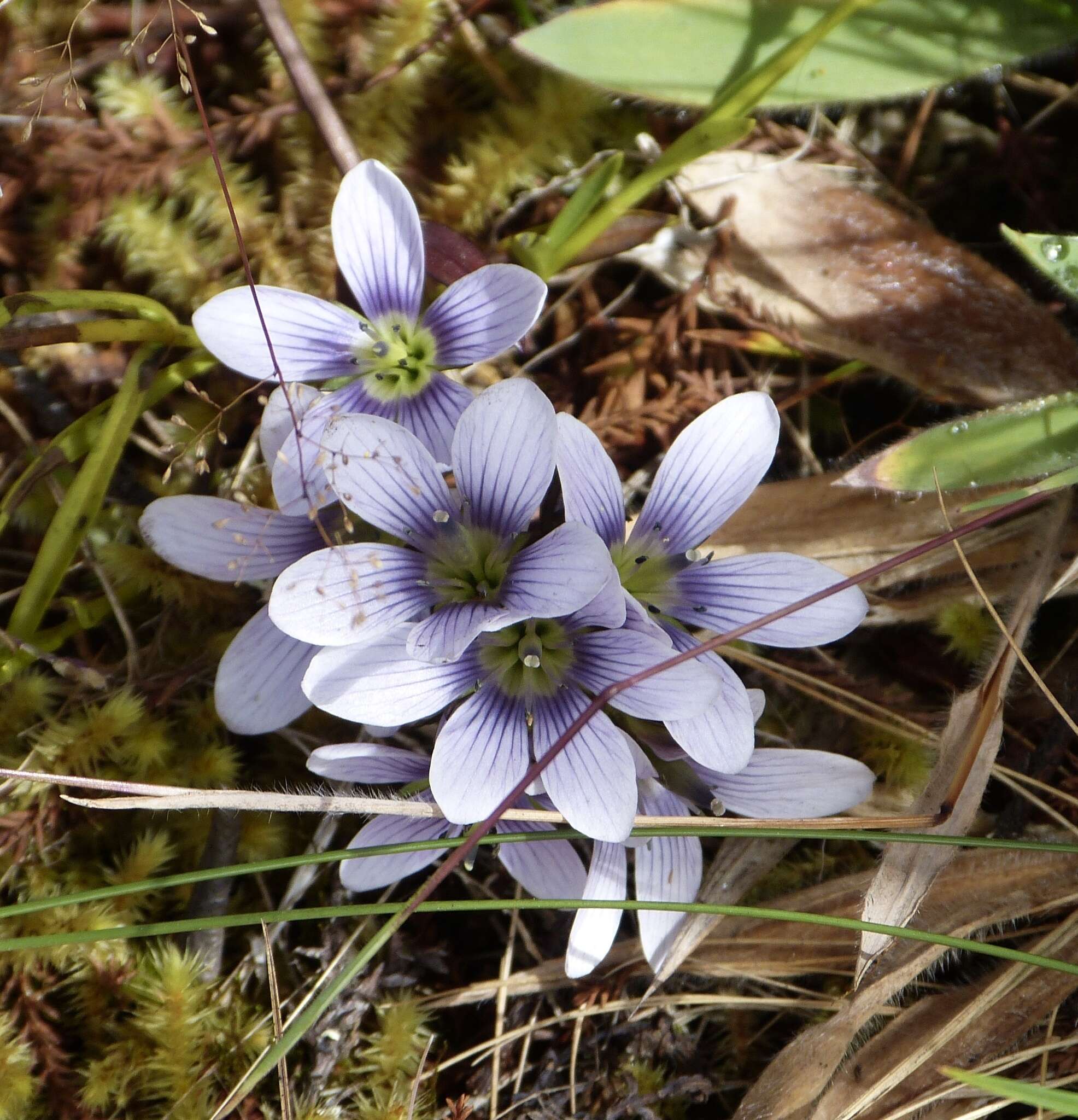 Image of Gentianella corymbosa (Kunth) Weaver & Rudenberg